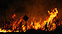 Auto industry bushfire relief tops $4.8m